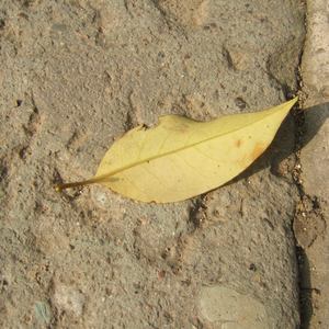 gay日韩高清无码电影
